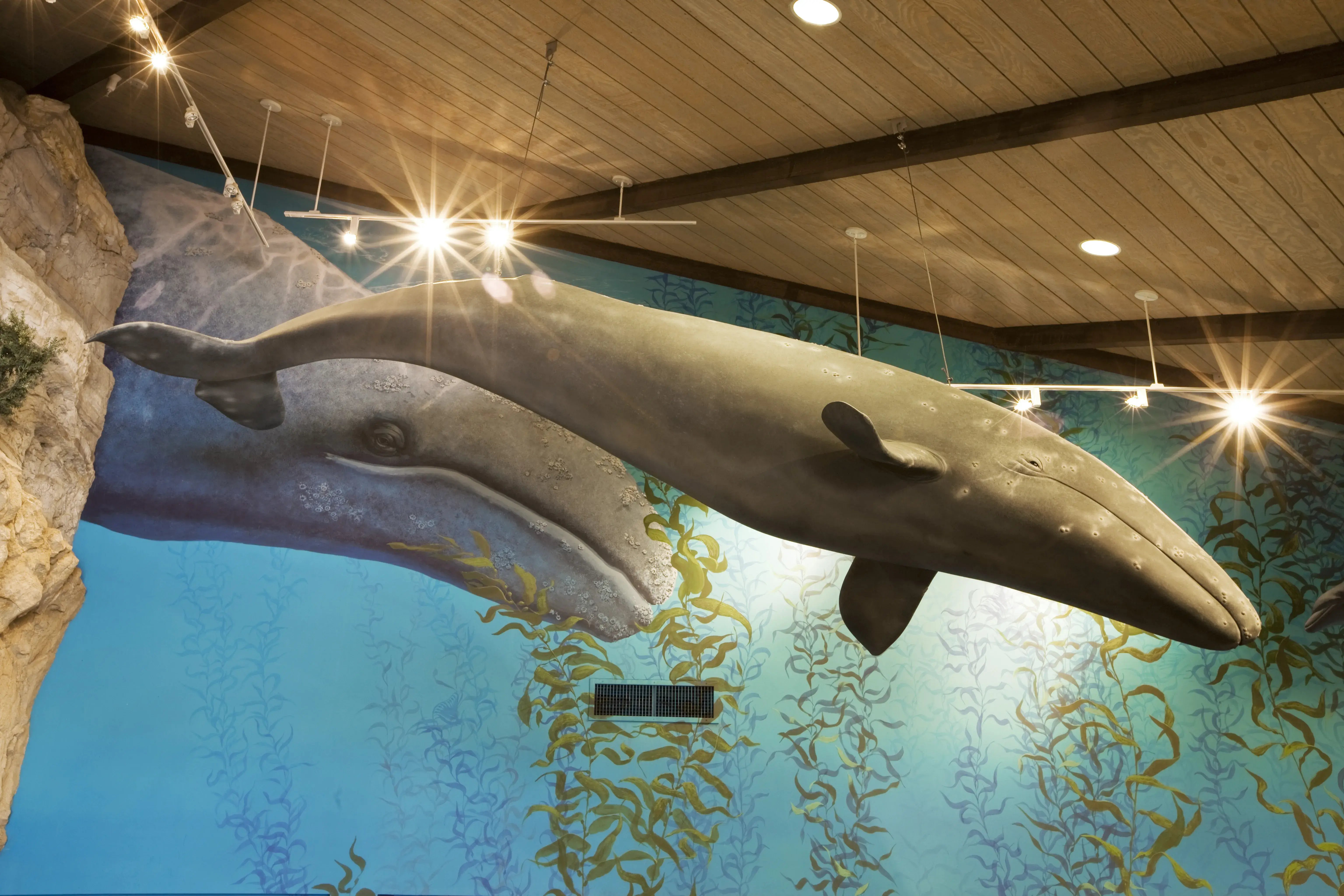 SR-palos-verdes-interpretive-center-whale-fabrication_1